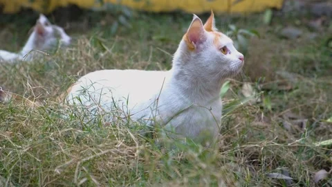 Cute cat posing in front of camera, closeup of cat, stray cat, Stock Footage 342610912