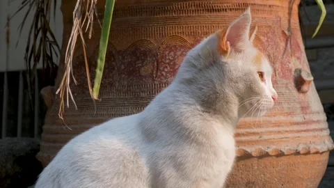 Cute cat posing in front of camera, domestic cat sitting outside 스톡 동영상 342613212