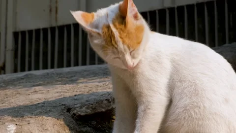 Cute cat posing in front of camera, domestic cat sitting outside grooming itself Stock Footage 342613277