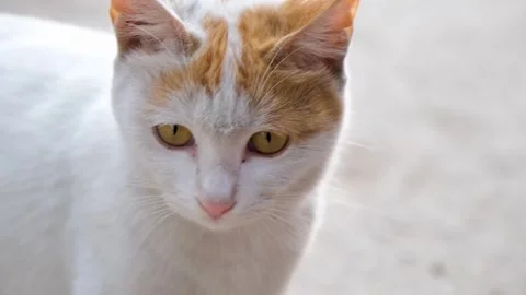 Cute cat posing in front of camera, closeup of cat, stray cat Stock Footage 342613362
