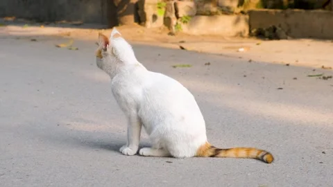 Cute cat posing in front of camera, closeup of cat, stray cat, Cat  footage. Stock Footage 342613393