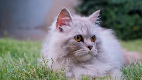 Cute cat posing in front of camera, closeup of cat, stray cat, Cat  footage. 스톡 동영상 342737069