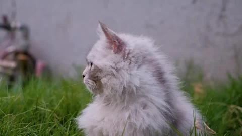Cute cat posing in front of camera, closeup of cat, stray cat, Cat  footage. Stock-Footage 342737070