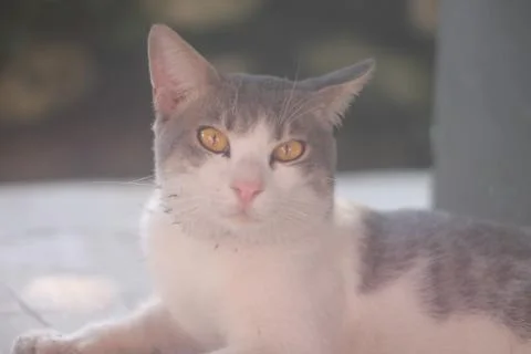 Cute Cat Posing Like a Human Stock Photos