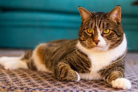 Cute cat posing on patterned rug in front of teal background Stock Photos