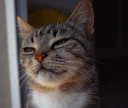 Cute Cat posing Stock Photos