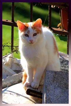 A cute cat posing. Stock Photos
