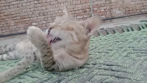 Cute cat posing while licking its own legs Stock-Footage 347628882