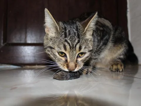 Cute cat with real mouse, Tom and Jerry in reality, true story Stock Photos