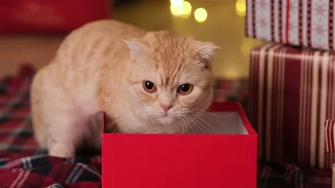 Cute cat in red gift box on background of blurred flashing Christmas lights Stock Footage 220050126