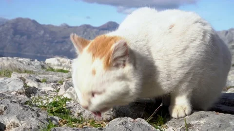 Cute cat with red spot on head eats food on stone parapet Video stock 150914792