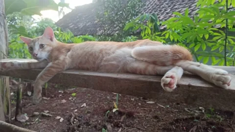 A cute cat relaxing on a bench Stock Footage 199518912