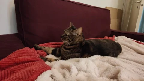 Cute cat relaxing on couch Video stock 285730565