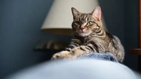 Cute cat relaxing on a couch, selective focus isolated pet, natural light Stock Footage 310044205