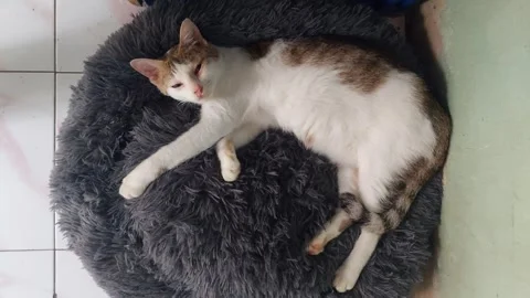 Cute Cat Relaxing on Her bed Stock Footage 295501952