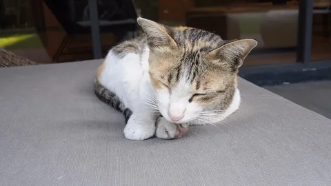 Cute Cat Relaxing sleeping on Sofa Stock Footage 85636745