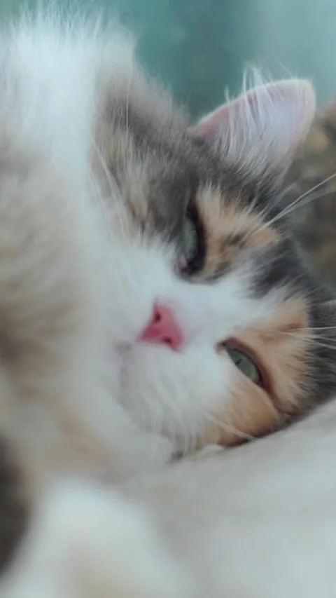 Cute cat relaxing on a soft surface in a cozy indoor setting Stock Footage 346397111