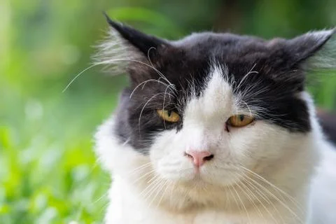 Cute cat rest. Stock Photos