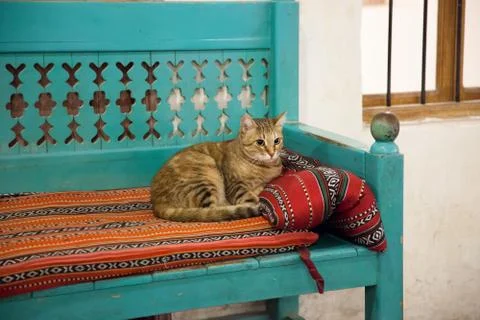 Cute cat resting on a bench with Arabic fabrics Stock Photos