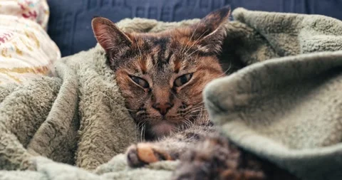 Cute cat resting on blankets and pillows trying to sleep Video stock 256110478