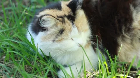 Cute cat resting on nature background Stock Footage 50076955