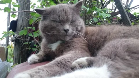 Cute cat resting on nature background Stock Footage 50109125