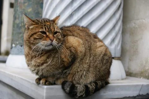 A cute cat resting Stock Photos