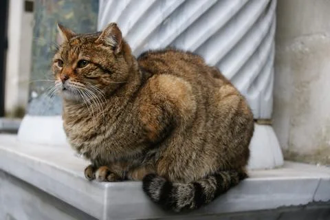 A cute cat resting Stock Photos