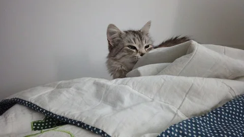 Cute cat resting on the sofa, siberian breed Vídeo Stock 128211641