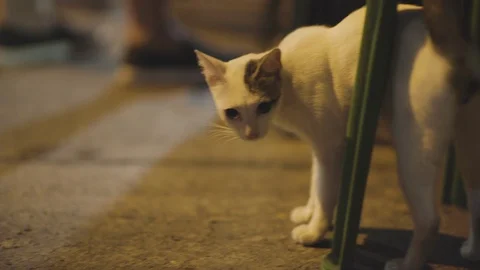 Cute cat resting under chair in market at night Stock Footage 107573085