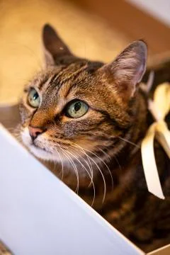 Cute cat rests inside a white box Foto stock