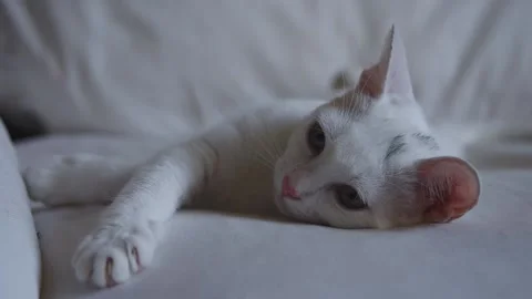 Cute cat rests on the sofa Stock Footage 157825915