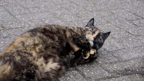Cute cat rolling on street in slow-motion Stock Footage 100984095