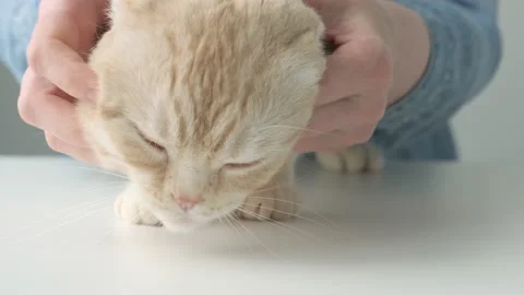 Cute cat Scottish fold breed lovely comfortable sleeping while the owner strokes Stock Footage 213203229