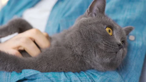 Cute cat. Scottish Fold cat. Stock-Footage 221144780