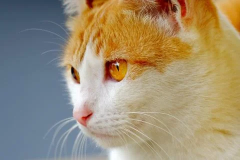 Cute cat seen from front Stock Photos