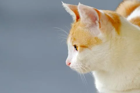 Cute cat seen from the sid Stock Photos