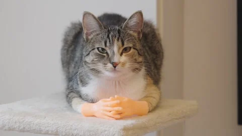 Cute cat shows off tiny hands while lounging in cozy corner Stock Footage 307640721