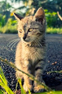 Cute cat sit down in the road Stock Photos