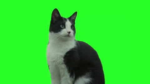 Cute Cat Sitting and Looking Around Green Screen Animation Stock Footage 335752066