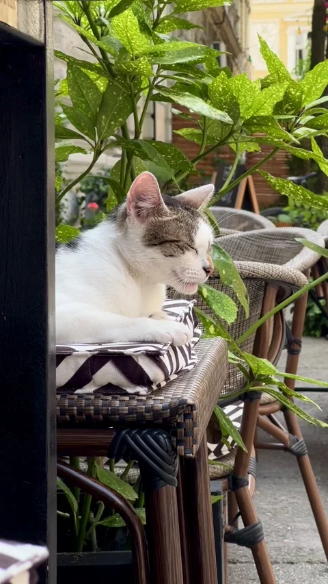Cute cat sitting on a bar stool in a street cafe Stock Footage 246387615