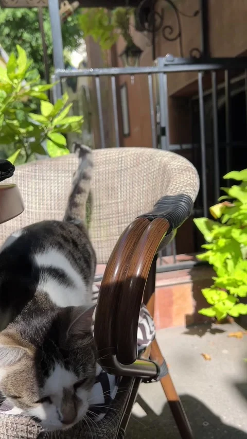 Cute cat sitting on a bar stool in a street cafe Stock Footage 252086463