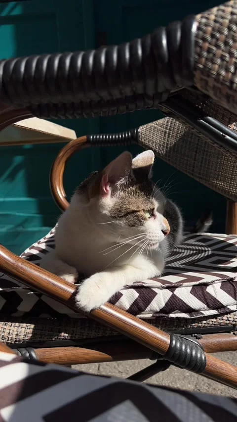 Cute cat sitting on a bar stool in a street cafe Stock Footage 252770326