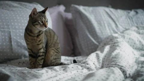A cute cat is sitting on the bed Stock Footage 266792495