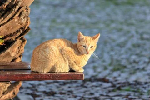 A cute cat sitting on a bench Stock-Fotos