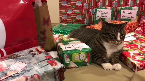 Cute cat sitting in between Christmas presents Stock Footage 84919811