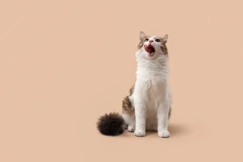 Cute cat sitting on brown background Stock Photos