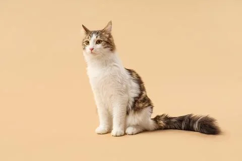 Cute cat sitting on brown background Stockfoto's