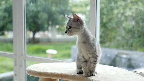 Cute cat sitting on cat tower slow motion Stock Footage 90639215