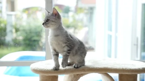 Cute cat sitting on cat tower slow motion Stock Footage 90639677